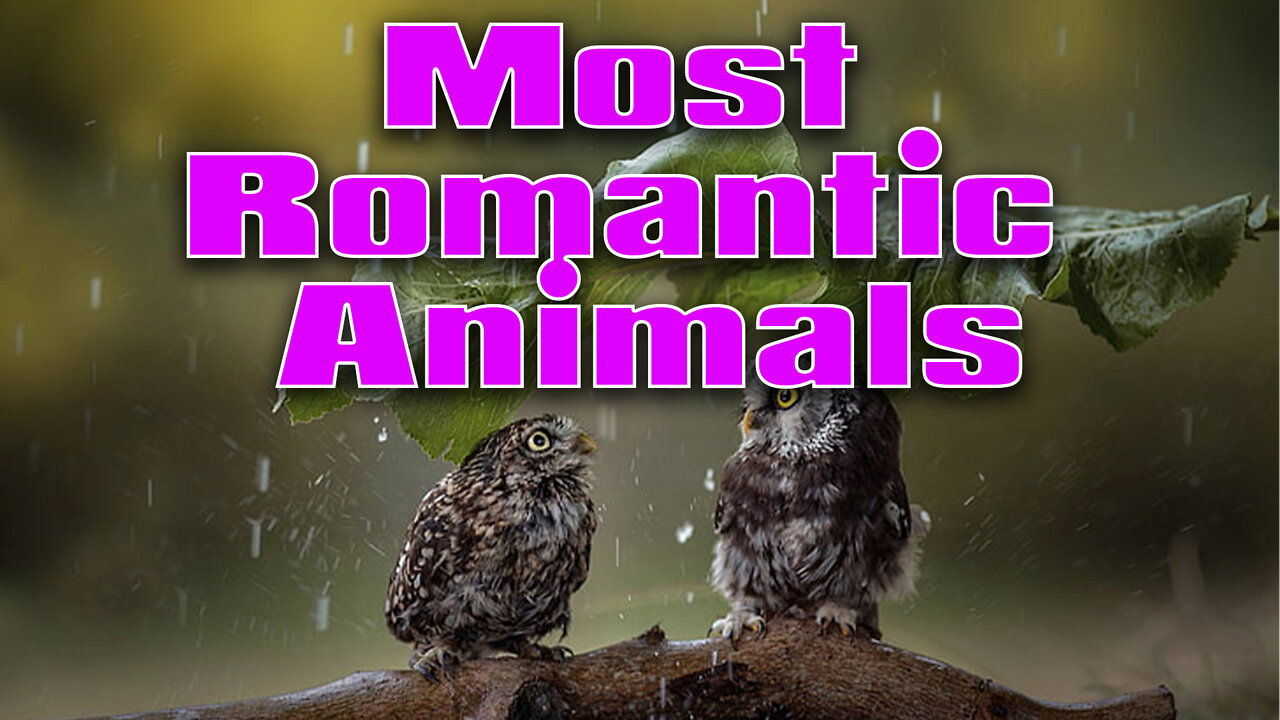 10 Most Romantic Animals in the World - top 10 most romantic animals in the world