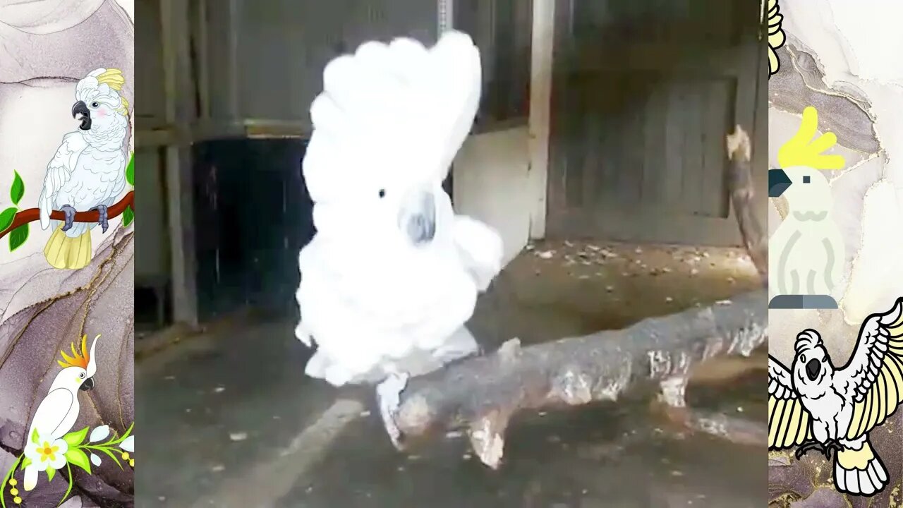 White Funny cockatoo dancing with music, Funny cute pets lovers