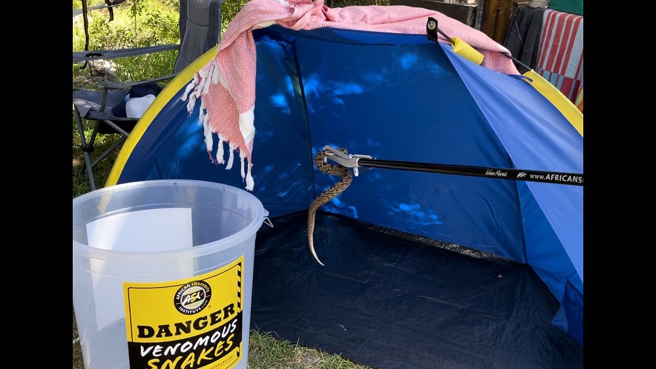 Snake caught in tent while camping