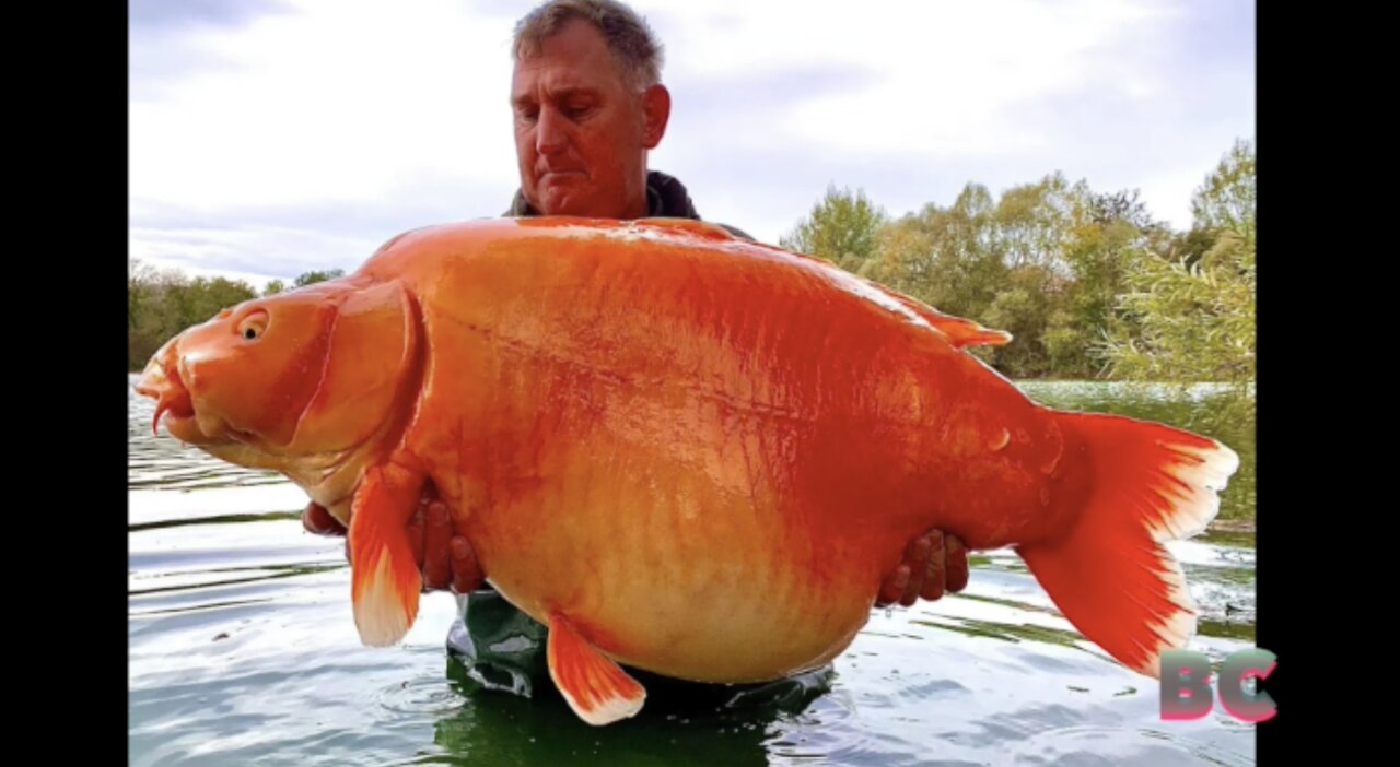 Fisherman lands whopping 67-pound goldfish, may break world record: ‘It was sheer luck’