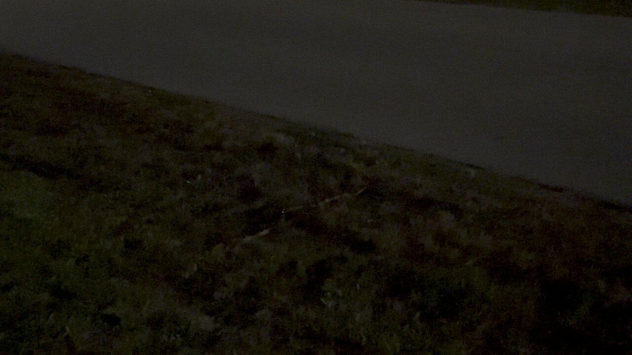 What kind of snake is this? (Widescreen) #Snake #MarcoIsland #NightWalk #4K #DolbyVision #SmartHDR4