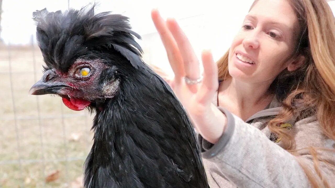 Meet Kelly the BLIND Chicken