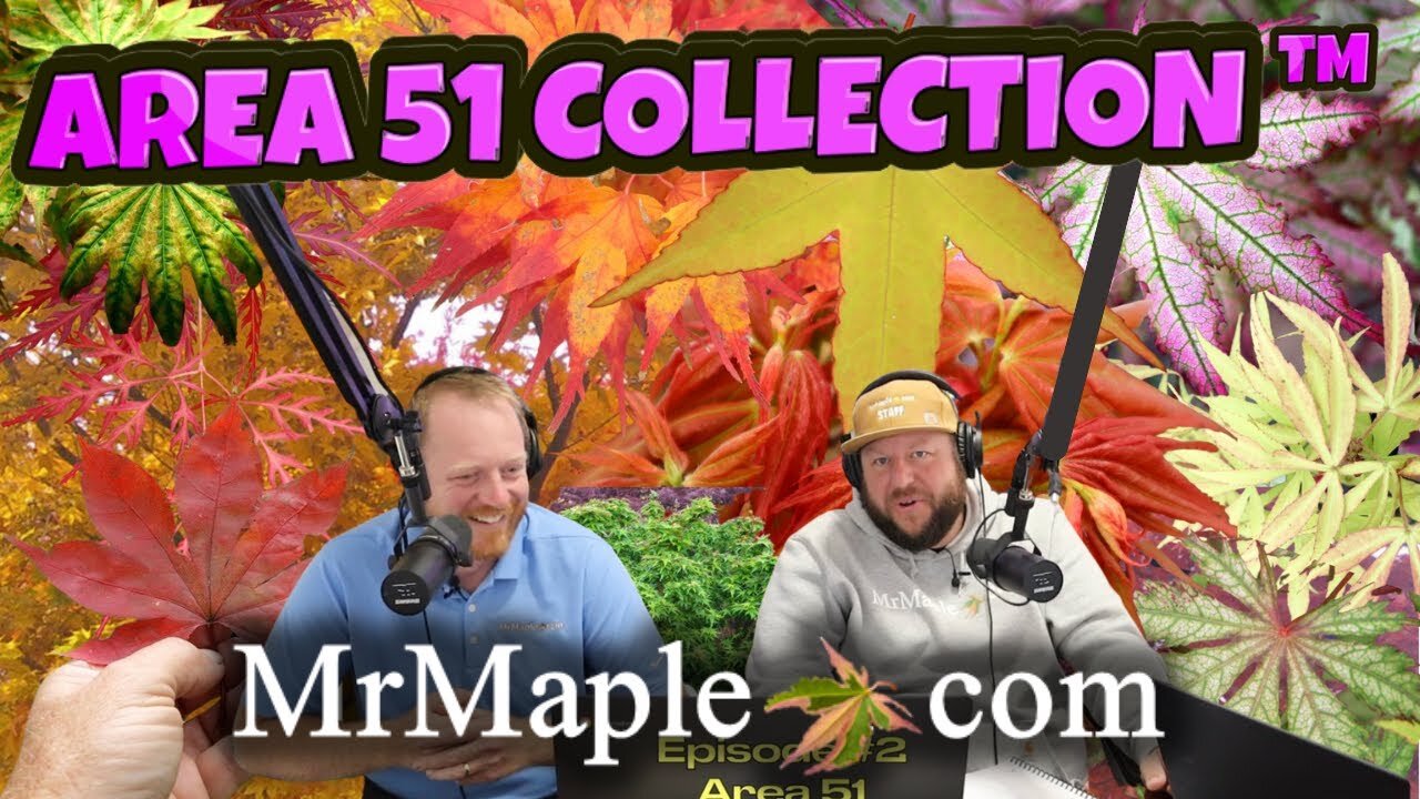 The Area 51 Collection MrMaple.com Japanese Maple Introductions ~ MrMaple Show Podcast