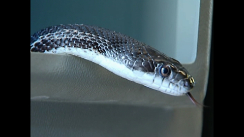 Man Finds 4ft Snake Under Hood