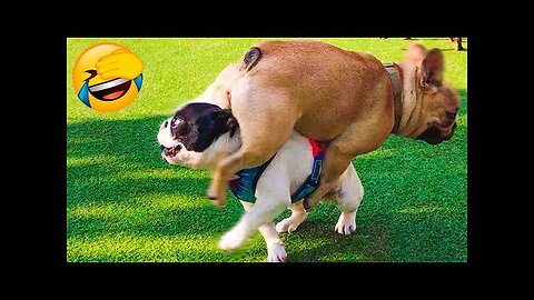 SnapSave io Funniest Animals Video Funny Dogs And Cats Try Not To Laugh Animals 2022 1080p