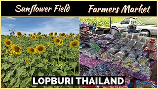 Sunflower Fields & Farmers Market - Top Attraction in Lopburi - With Drone Footage - Thailand 2024