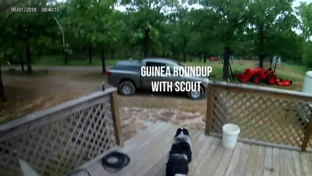 Scout! Don't bite the guineas!