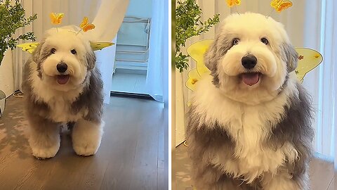 Adorable English Sheepdog Steals The Spotlight With Her Cuteness