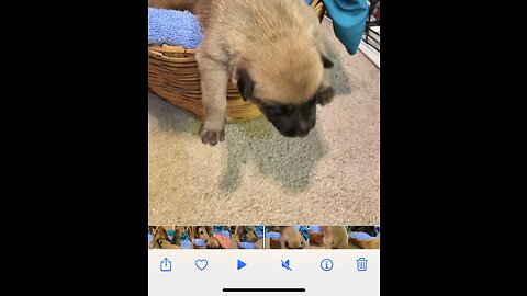 The amazing puppy escape!!!!🐕🐕🐕🐕🐕🐕❤️