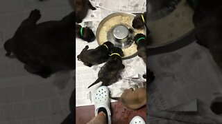 Puppies eating. LonelyCreek bullmastiff