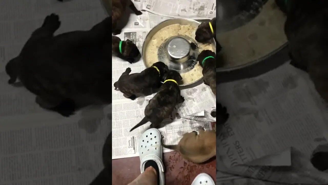Puppies eating. LonelyCreek bullmastiff