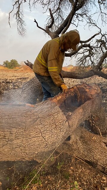 Saw work on bee tree 3rd of 5