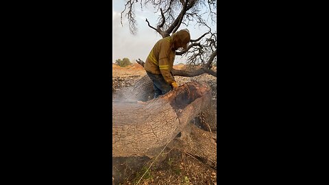 Saw work on bee tree 3rd of 5