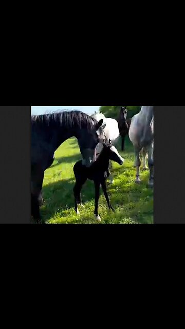 Welcoming a new member of the family to the herd - HaloRockNews