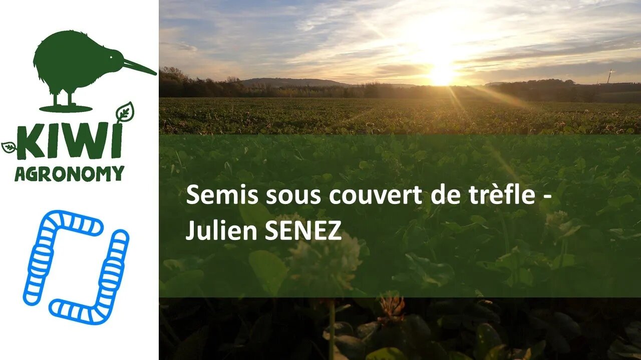 Semis direct sous couvert de trèfle - Julien SENEZ