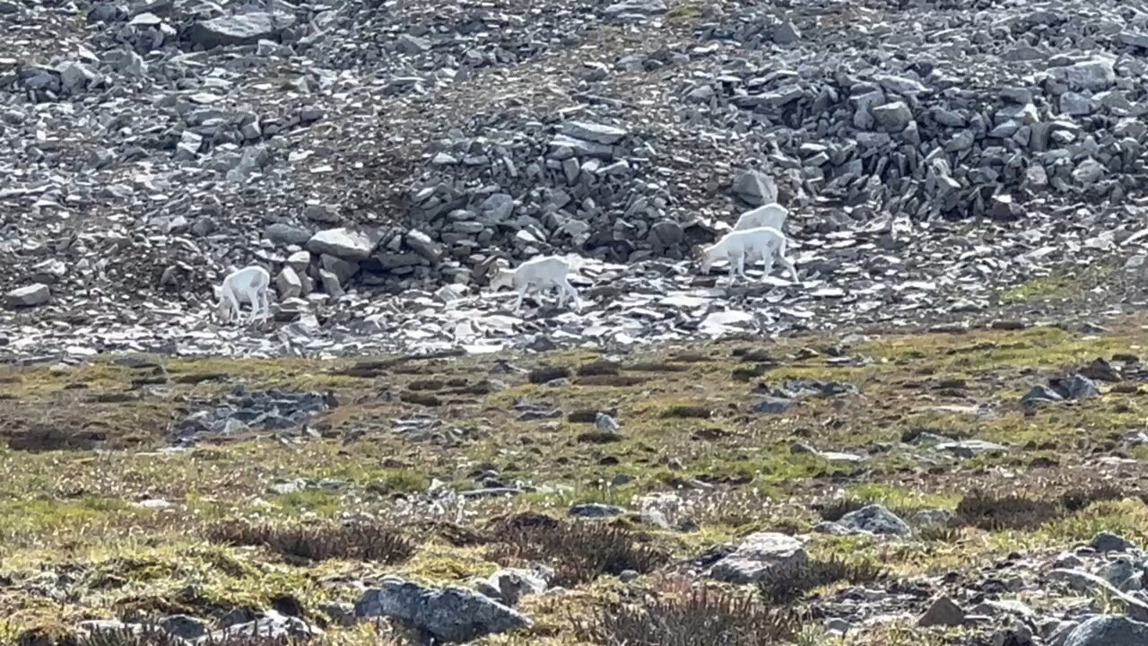 Yukon Dall sheep