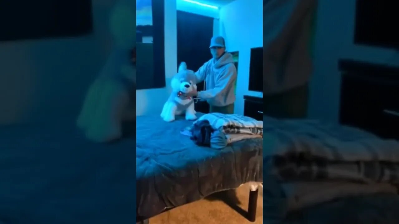 😂 #shorts #dog #funny