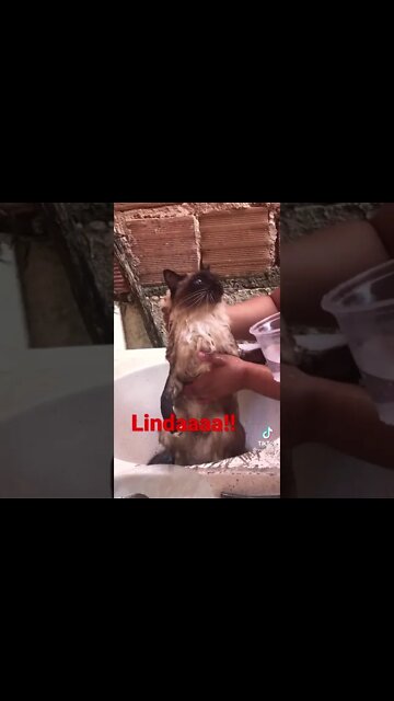 Gata Estelinha magoada, magoei! #shorts