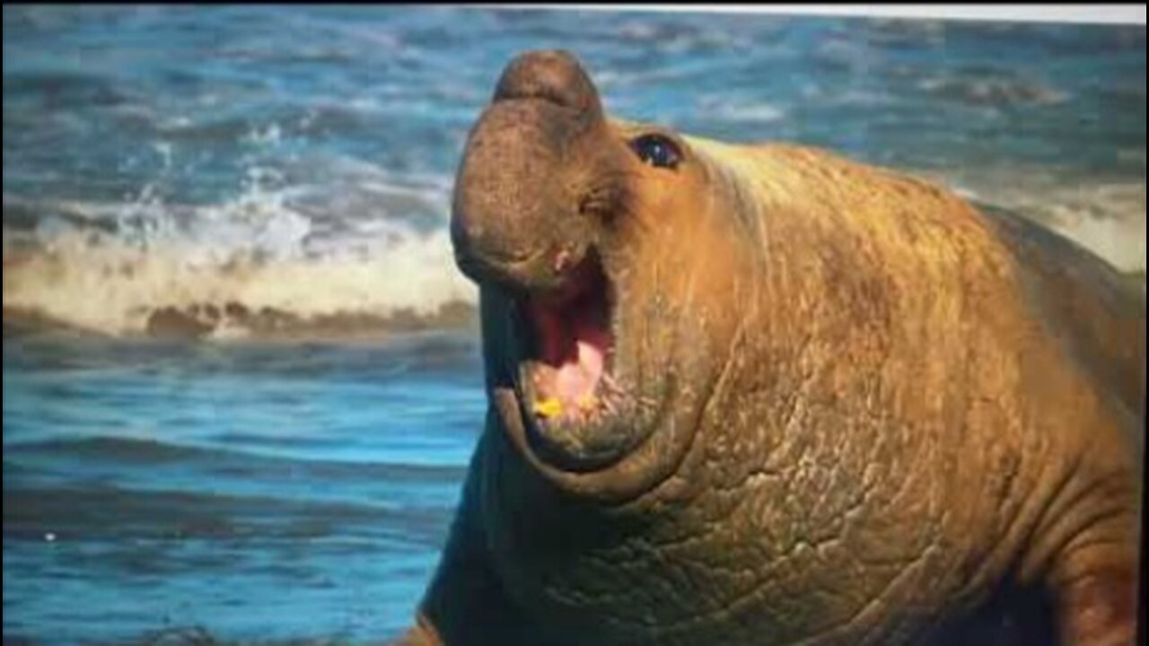 Elephant seals