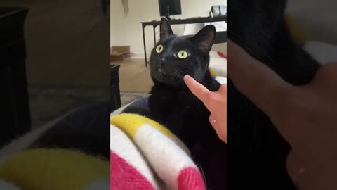 Such concentration (cat is focus)
