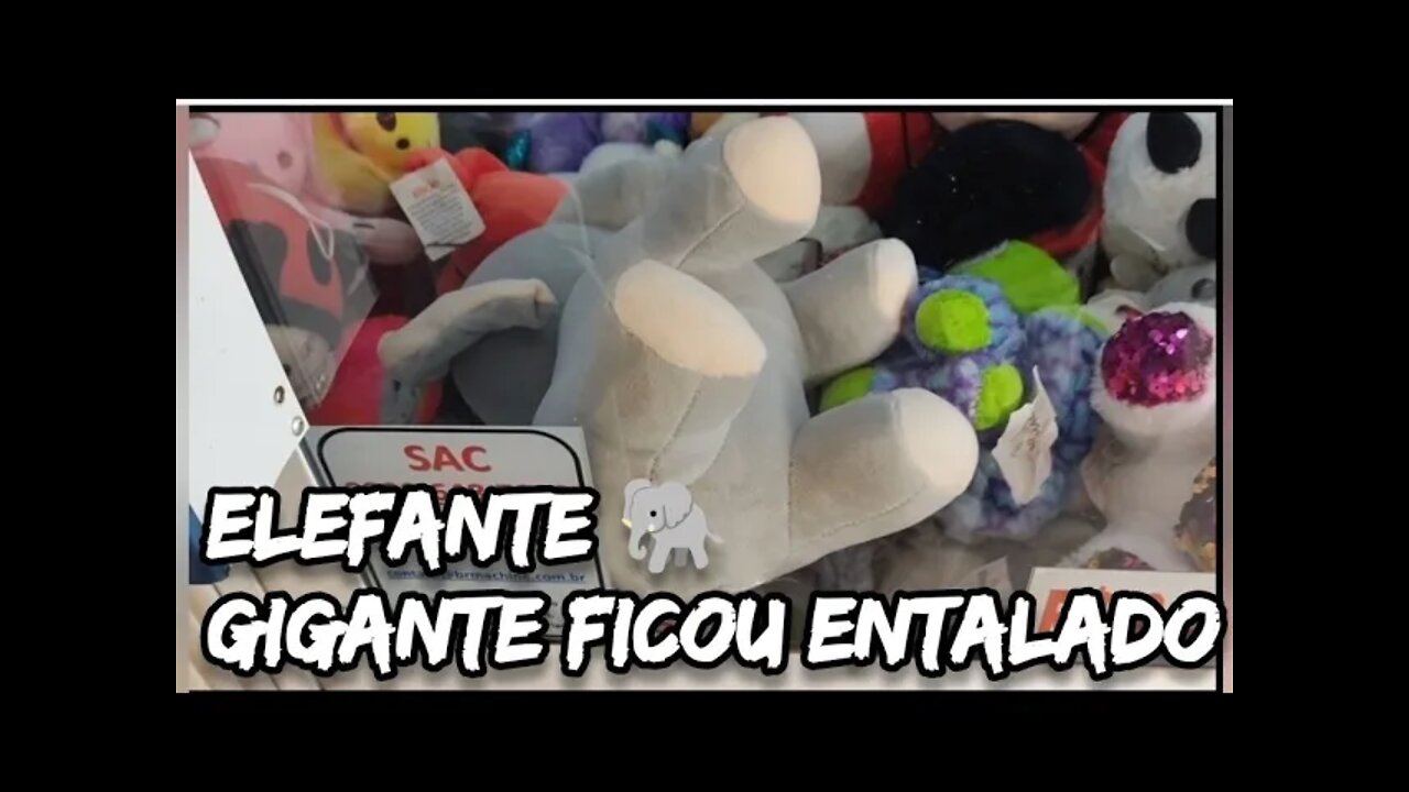 ELEFANTE GIGANTE FICOU ENTALADO 😱😱😱