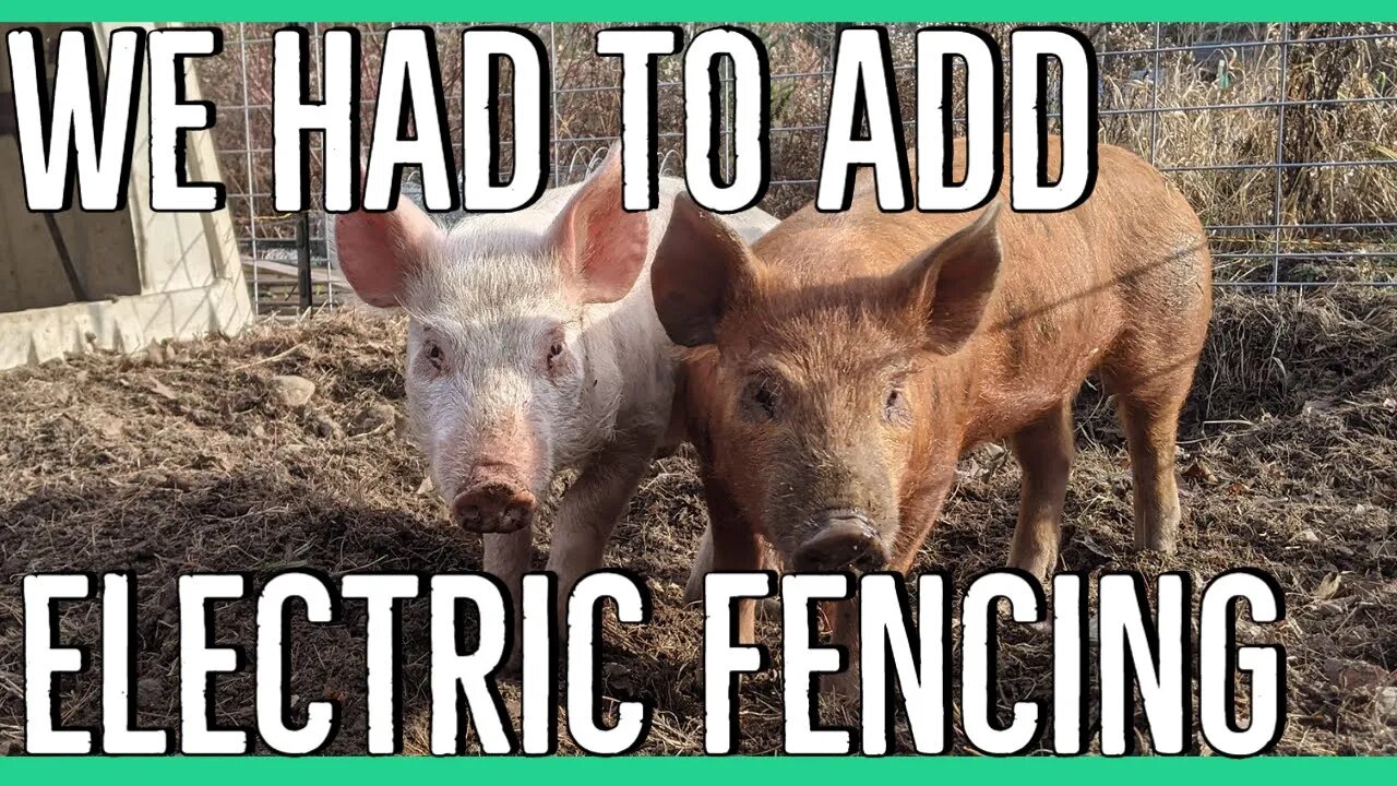 Adding Electric an Electric Fence a 16'x16' Pig Pen