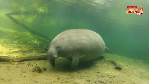 Save the Manatees | Morning Blend