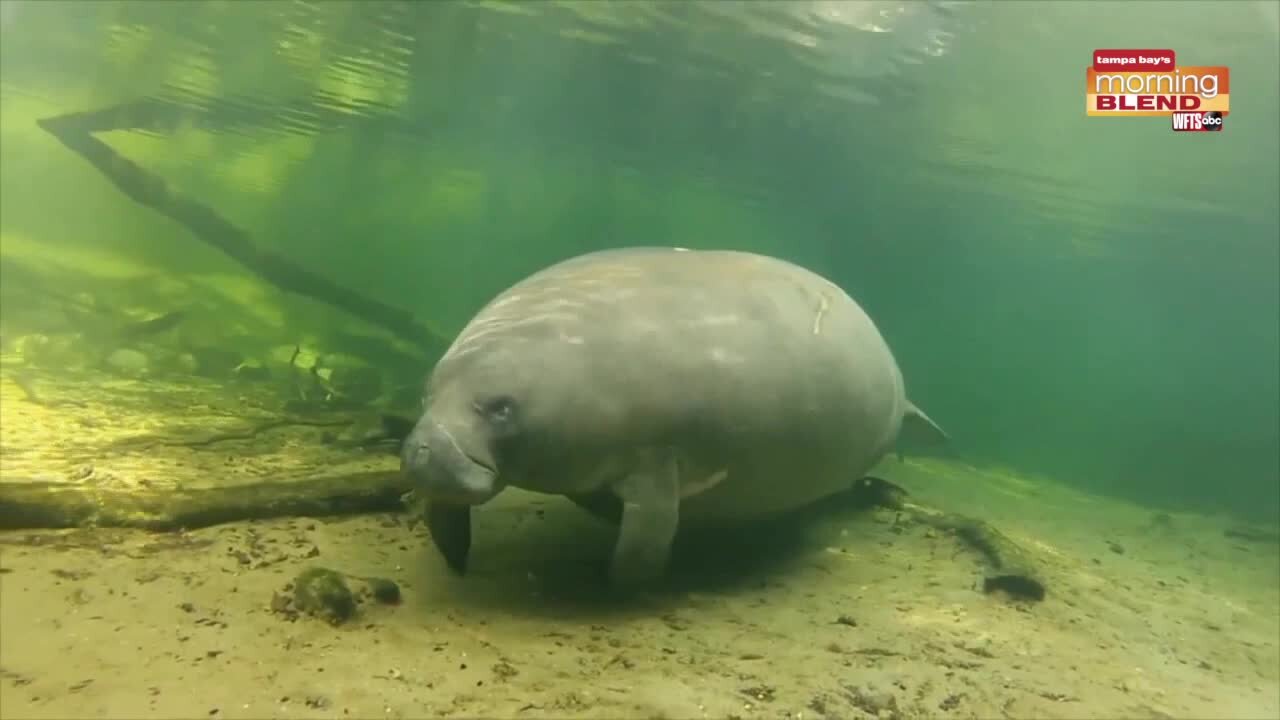 Save the Manatees | Morning Blend