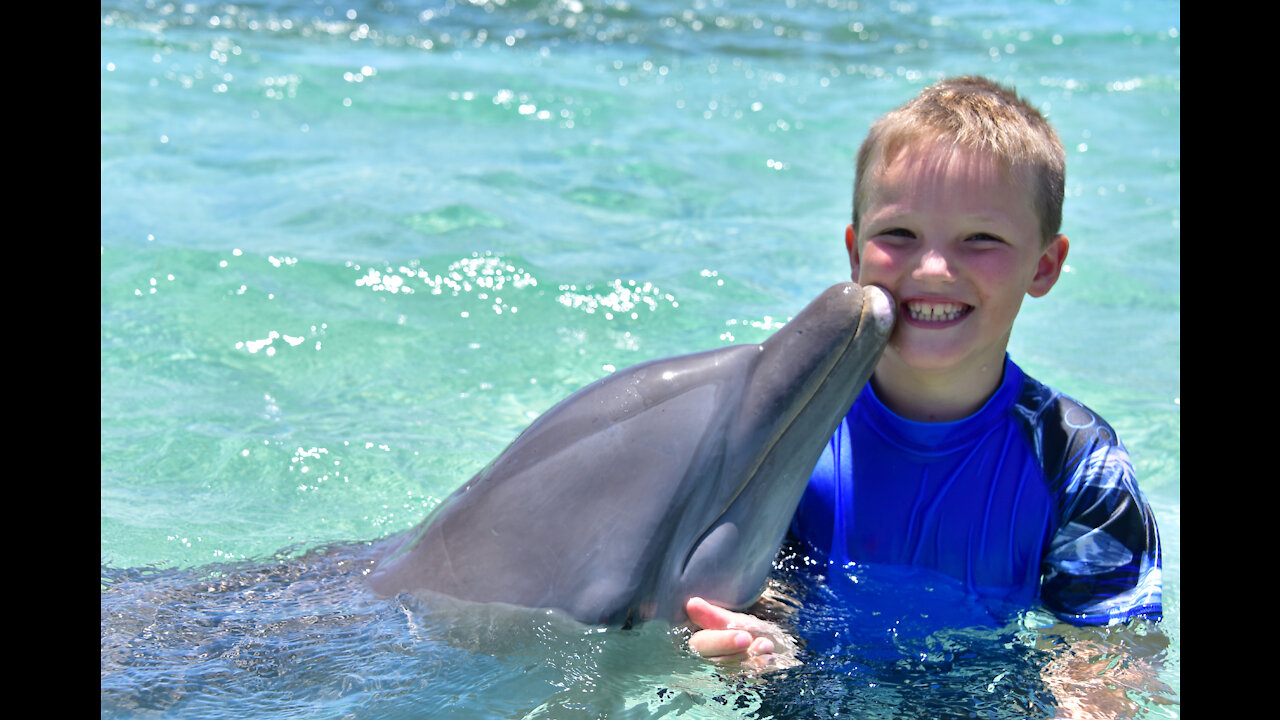 Roatan - Dolphin Encounter