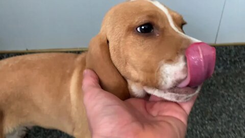Eukanuba
