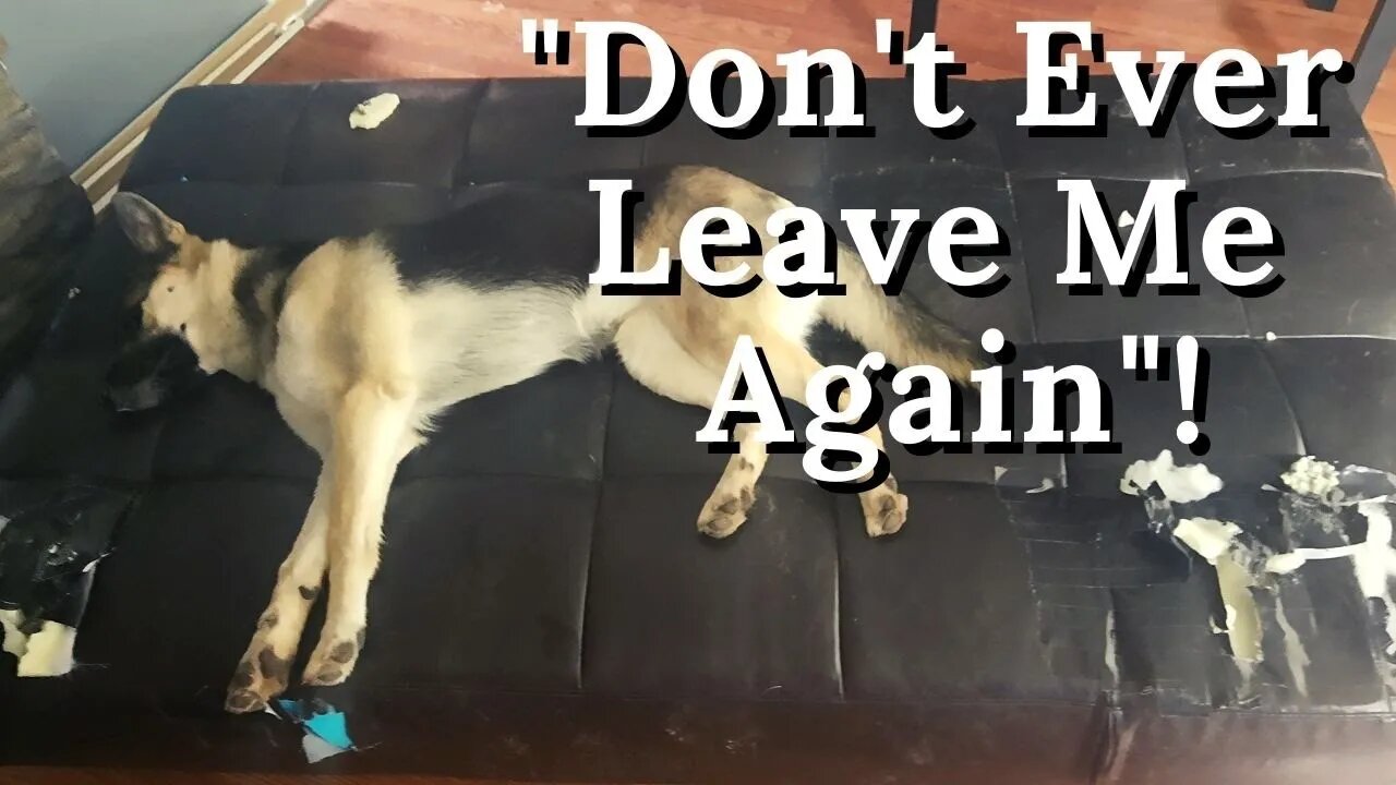 Naughty Husky + German Shepherd Mix Destroys Our House While Out | Maple Has No Regrets