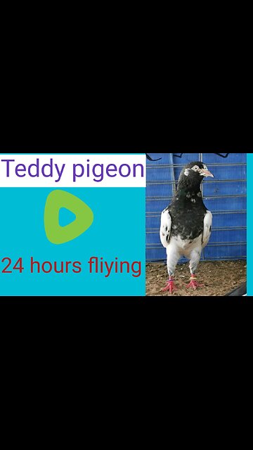 Beautiful pigeon for tadey