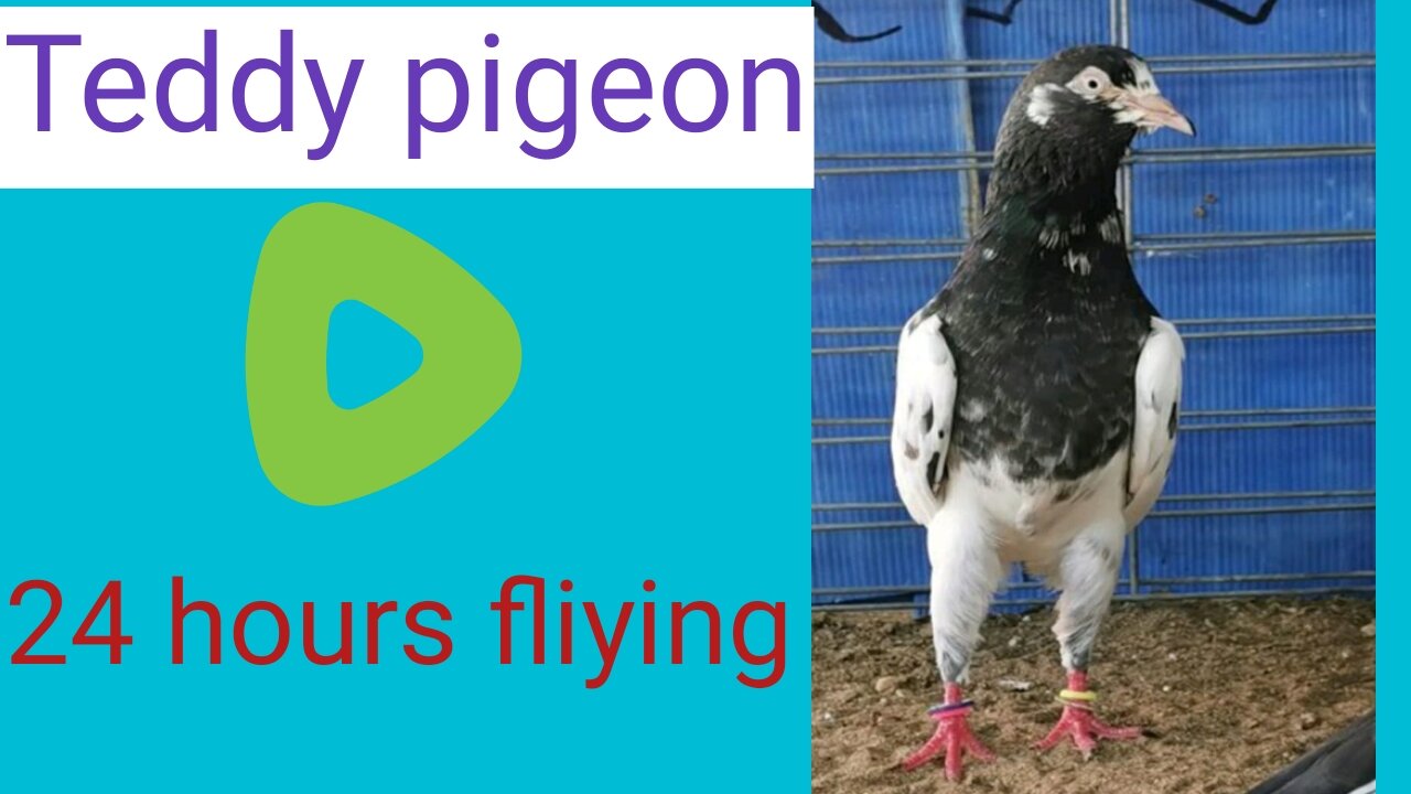 Beautiful pigeon for tadey