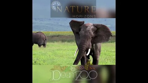 Nature Horizons Safari - Tanzania , Africa # 2