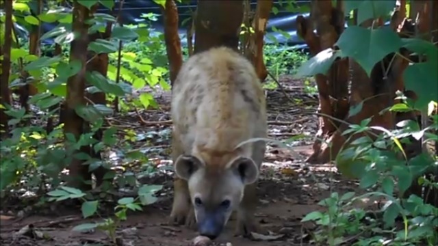 Curious hyena really wants to investigate camera