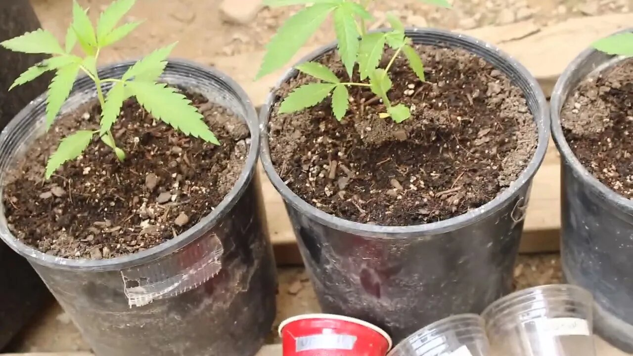 T Bird And Reds 2022 Outdoor Grow Shout out to AAP's Variety Channel