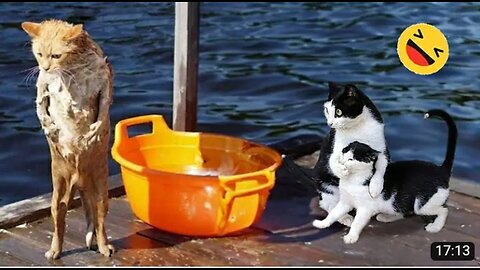 New Funny Animals 😅 Funniest Dogs And Cats Videos 2023🐶😺 #1