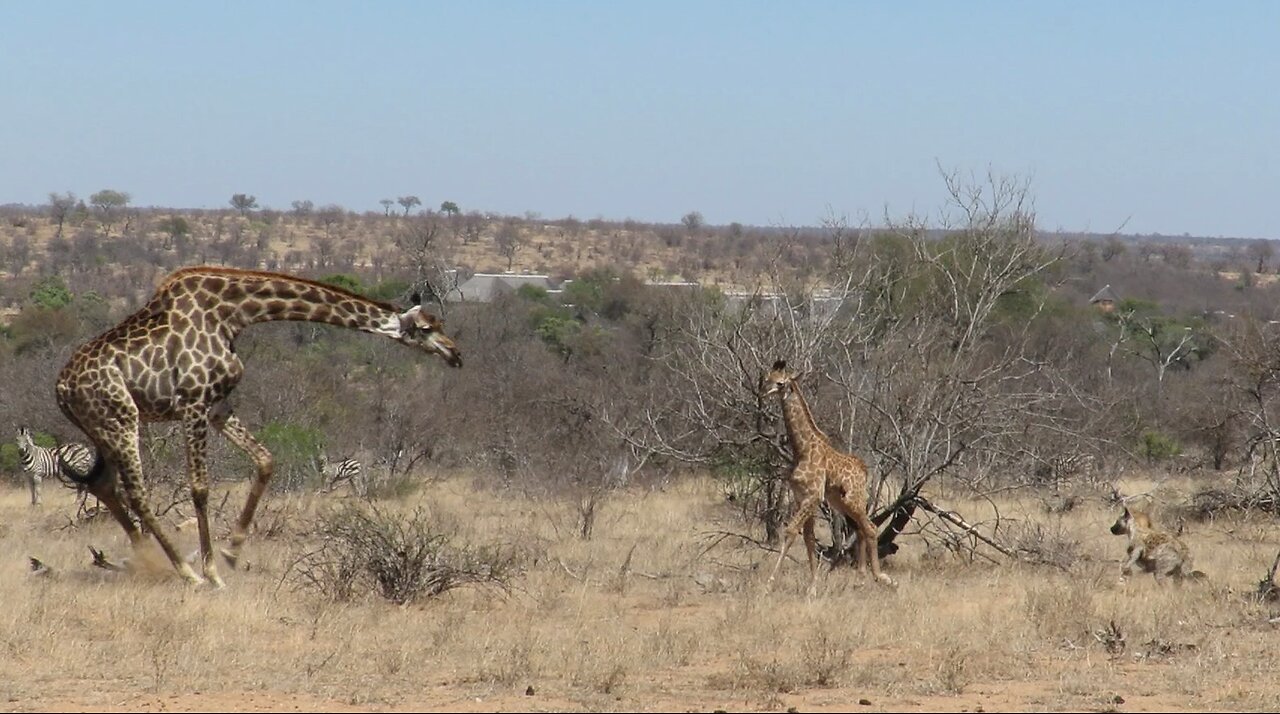 Mother giraffe protects injured baby from hungry hyenas