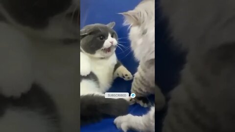 cute cat videos 😹 funny videos 😂😺