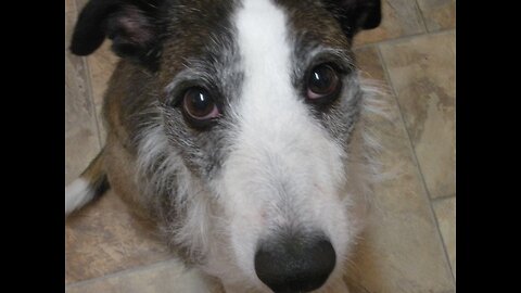 This is why its so hard to get our lovely dog to take his tablets!