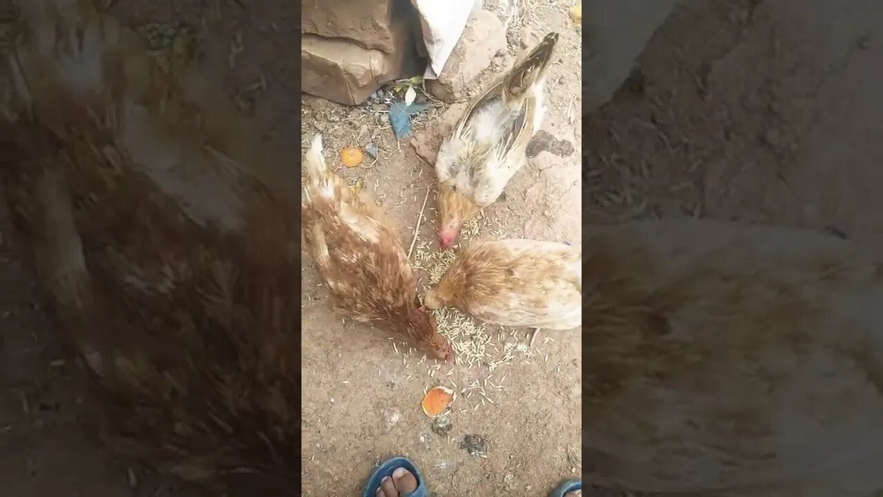 How to feed the best chicken #shorts #chiken#funny #youtubeshorts #amazing #cute