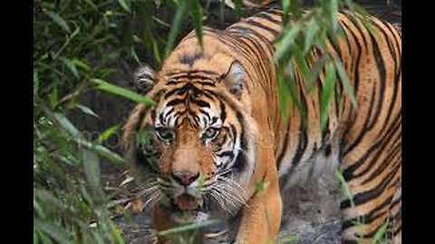 someone being chased by a tiger