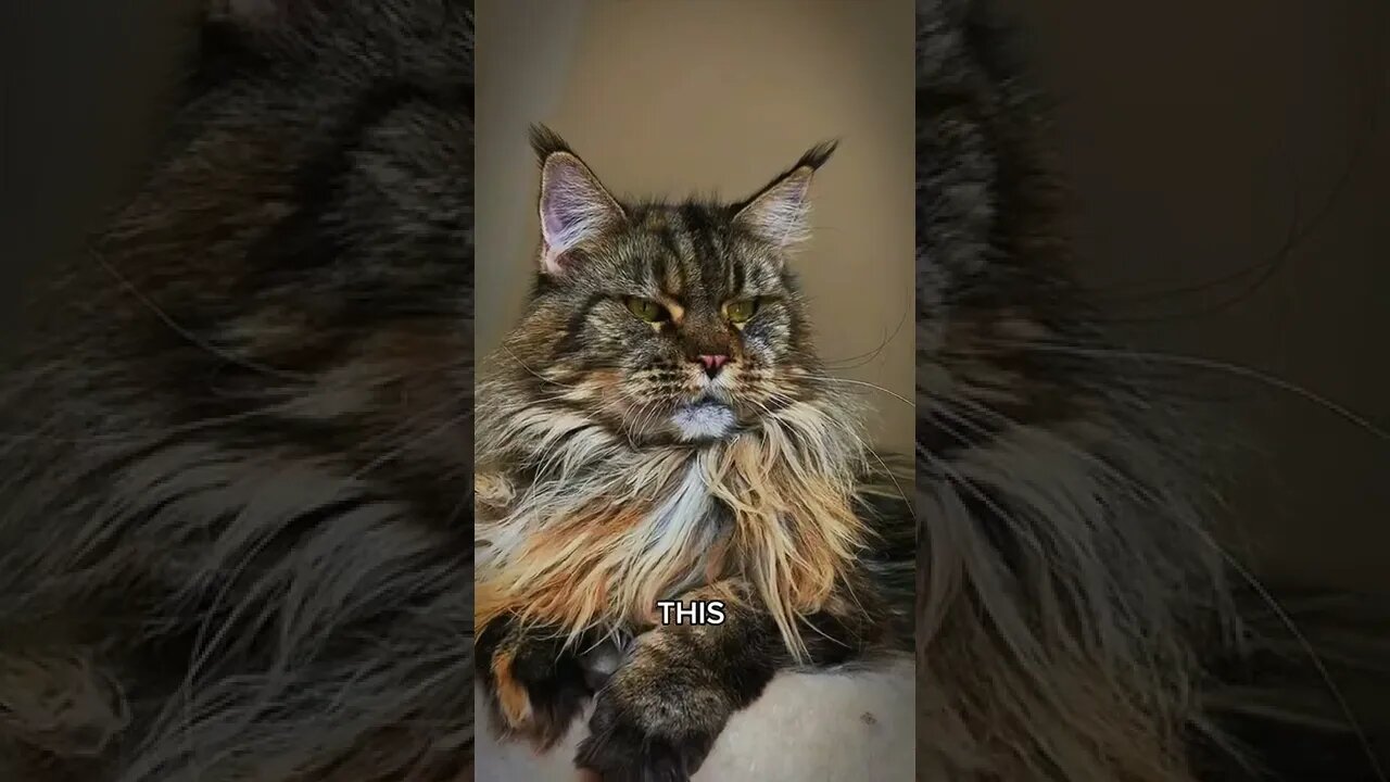 Big cats