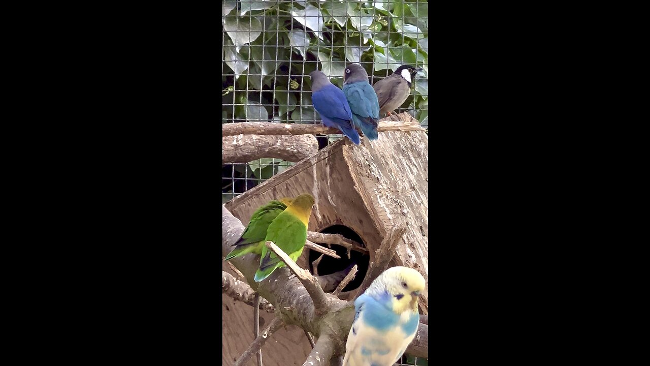 Budgies, Lovebirds and Softbills - aviary birds