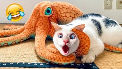 Funniest Dogs And Cats Videos 😺😍