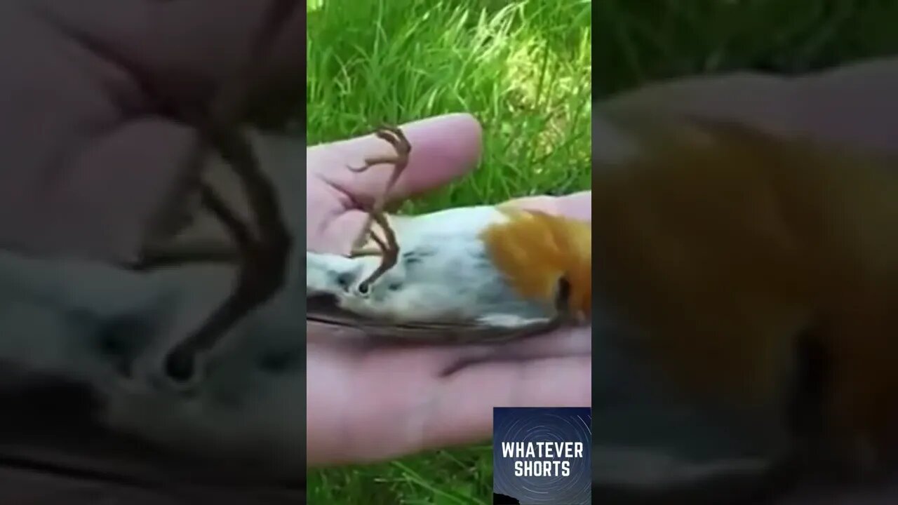 Robin playing dead #shorts #animals #bird #acting #play #fake