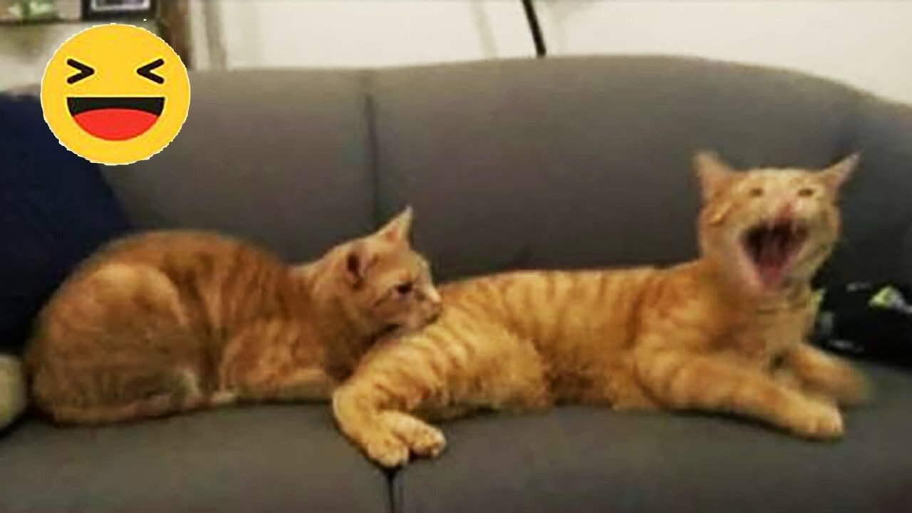 The Best Funny Cat Videos of All Time!