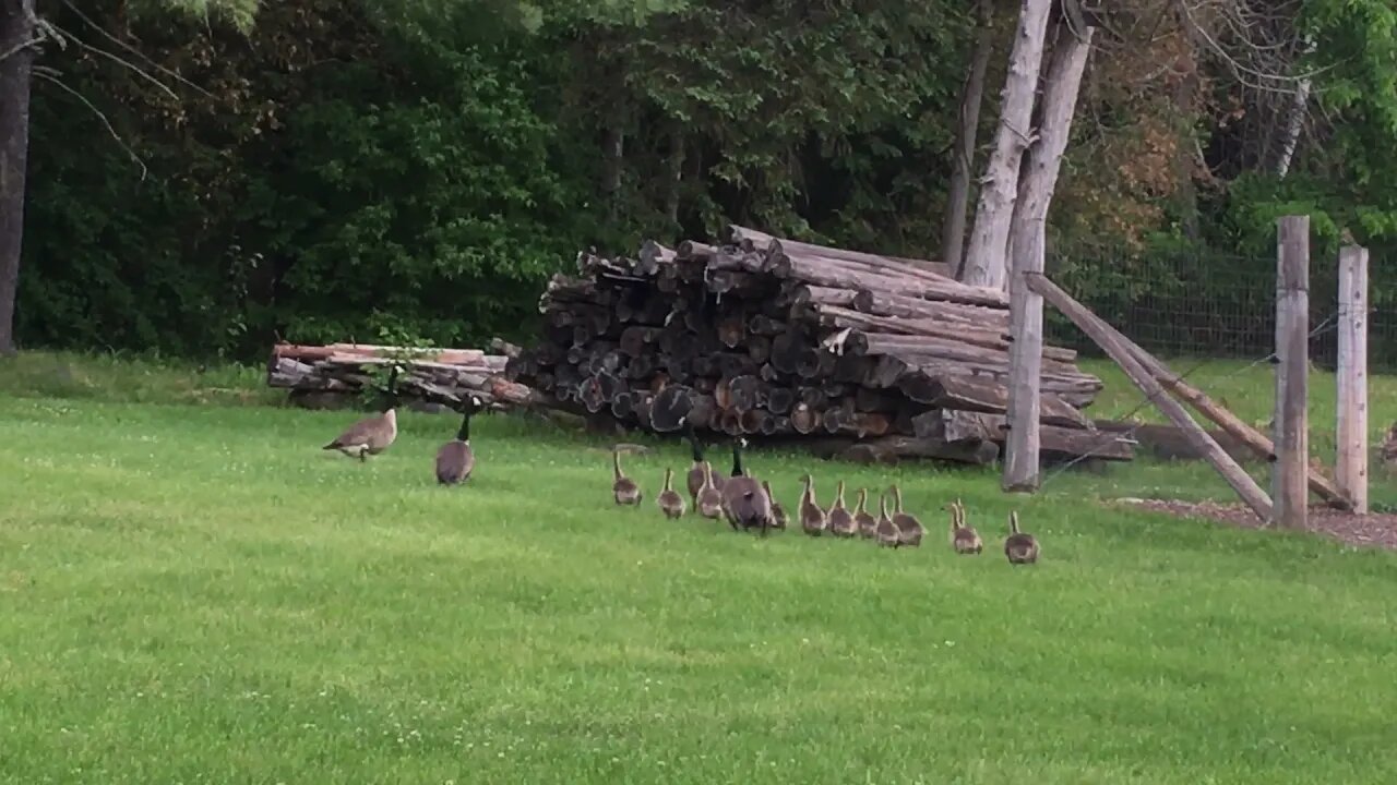 Canada Geese Goslings in my backyard June 5, 2021