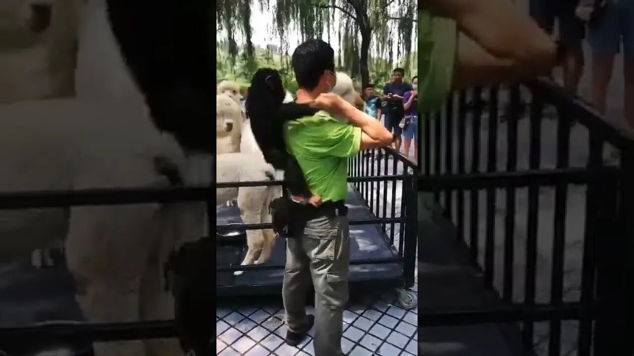 Not afraid of tigers, but scared of alpacas 🦙 😂 tiktok cutewildanimal