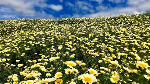 Lost In The Flowers 🌻